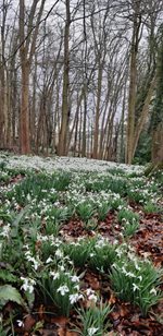 Flowers blossoming in a woods.